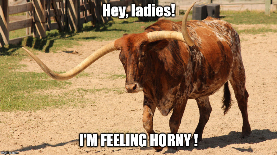 Horny alpha bull meme