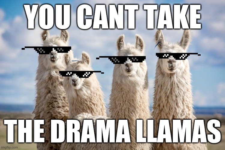 drama llama meme